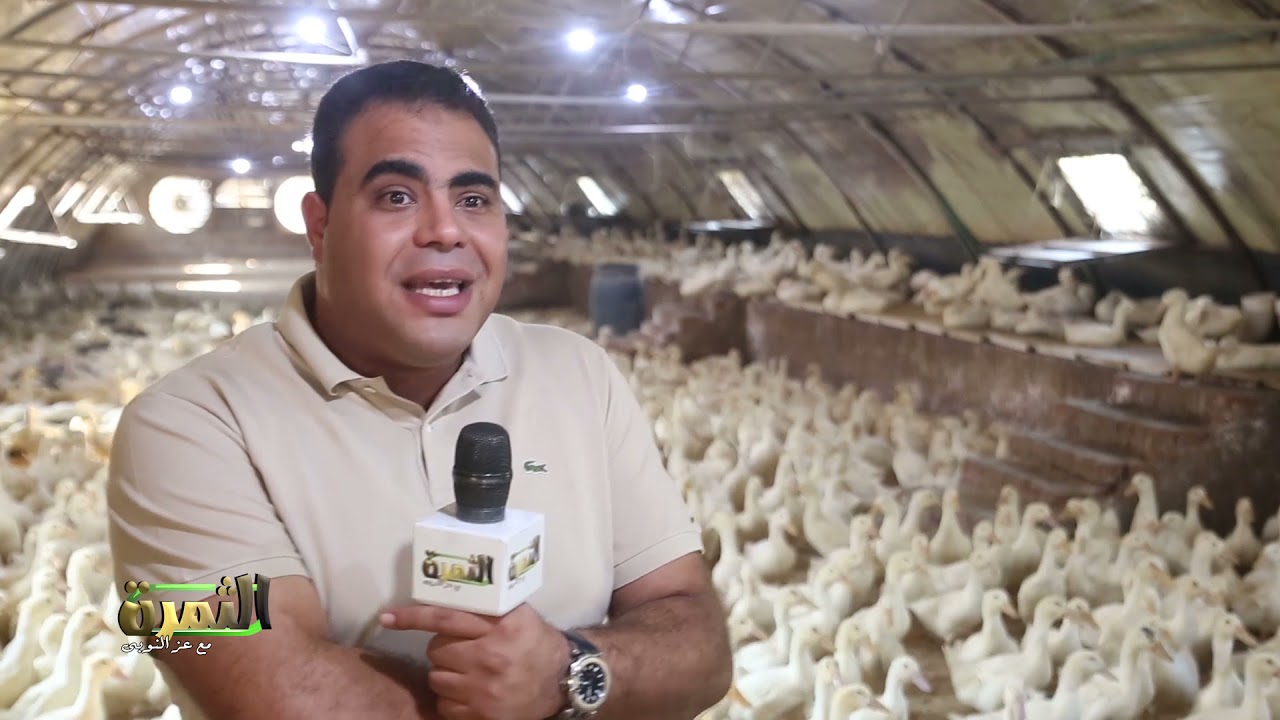 الثمرة من داخل اكبر  مزارع أمهات البط نرصد خطوات عمل مشروع بط مربح وأشهر الأنواع وإنتاج  الكتكوت