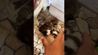 Wah anak kucing #viral #funny #maianananak #cute #cat #kucing