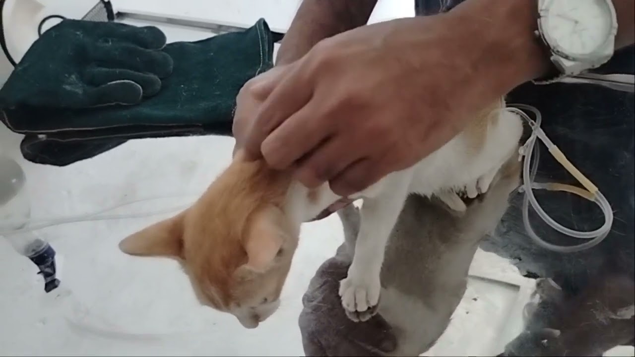 Dr. Sofier, Sylhet,  pulse pet & vet care,  01521-425366,cat flu,FPV,cat vaccine, cat flea treatment