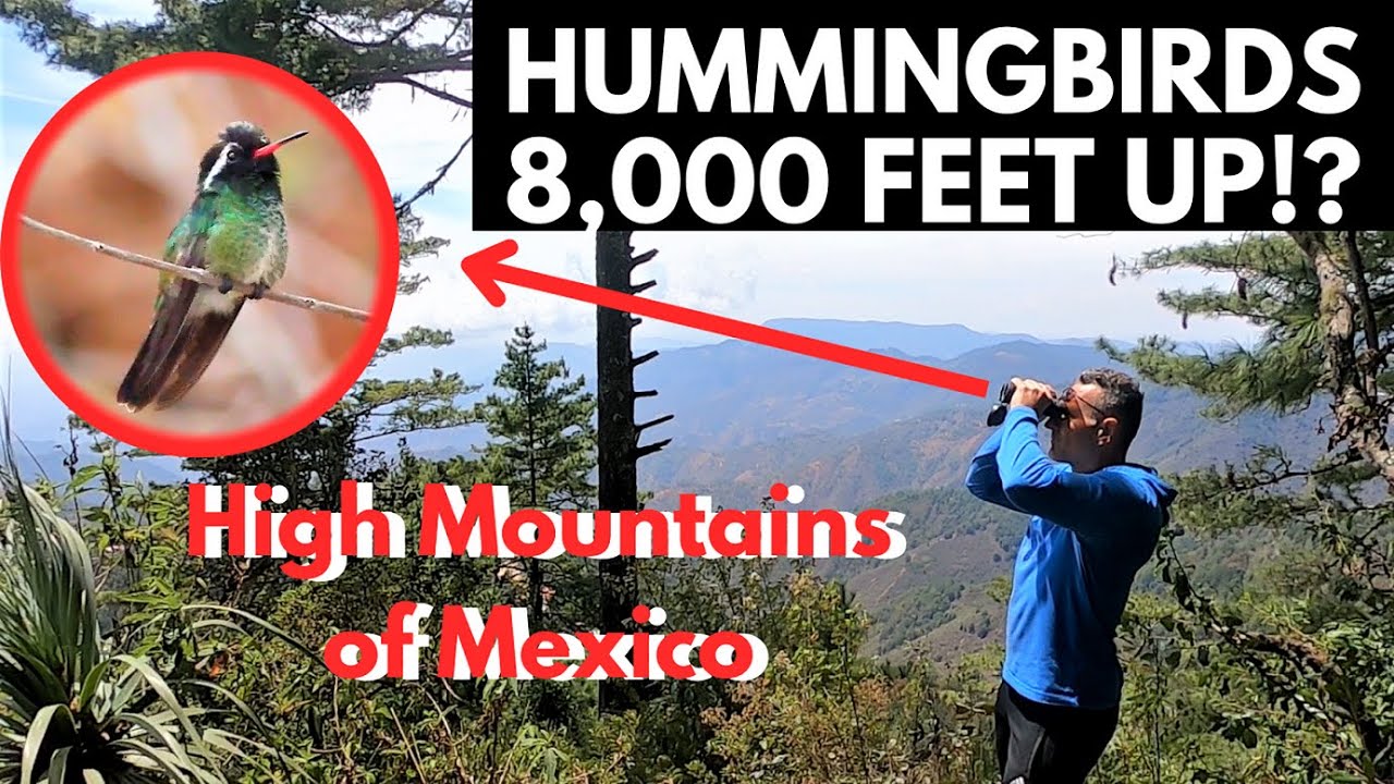 HUMMINGBIRDS mountains of Mexico. WHITE-EARED HUMMINGBIRDS, San Jose del Pacifico Oaxaca, Mexico.