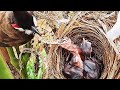 Mother Bird Saves Baby From DEATH by  DRAGONFLY | Bird feeding baby birds | FULLVIDEO EP 5  | DAY 4