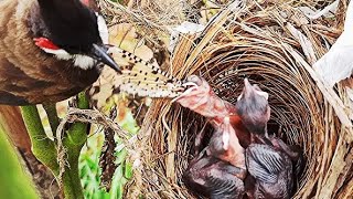 Mother Bird Saves Baby From DEATH by  DRAGONFLY | Bird feeding baby birds | FULLVIDEO EP 5  | DAY 4