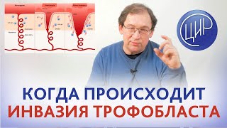 Инвазия трофобласта. На какой неделе происходит внедрение трофобласта в стенки артерий. Гузов И.И.