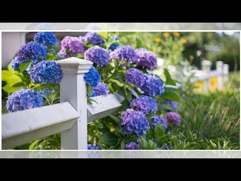 Design Ideas 2018 | 13 FACTS EVERY HYDRANGEA ENTHUSIAST NEEDS TO KNOW