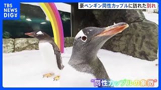 仲良しペンギン オス同士カップルの片方が死ぬ 二羽で養子に迎えた