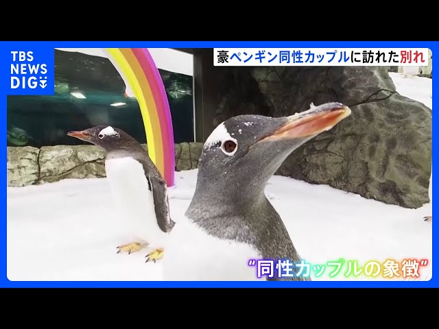 仲良しペンギン オス同士カップルの片方が死ぬ 二羽で養子に迎えた