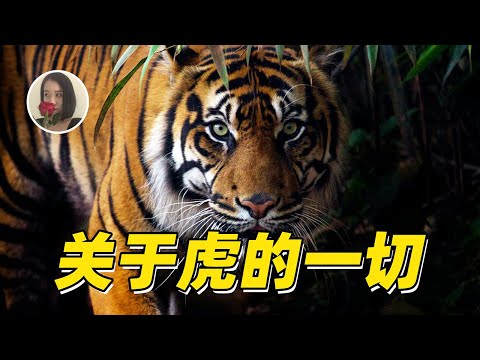 【孤独的王者】关于老虎的皮毛、猎杀和繁衍的一切|All about tigers