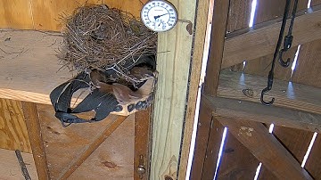 Reolink Captures: Wrens