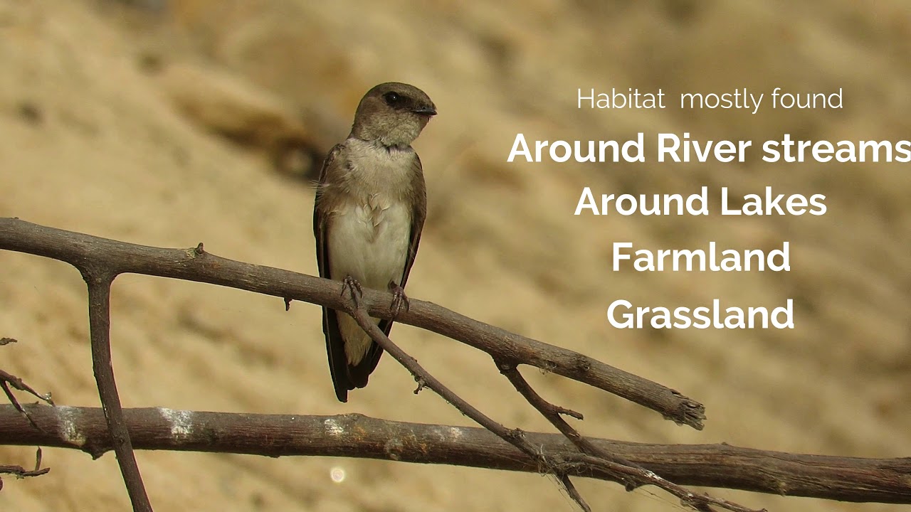 Grey throated Martin | With Bird's Sound HD video