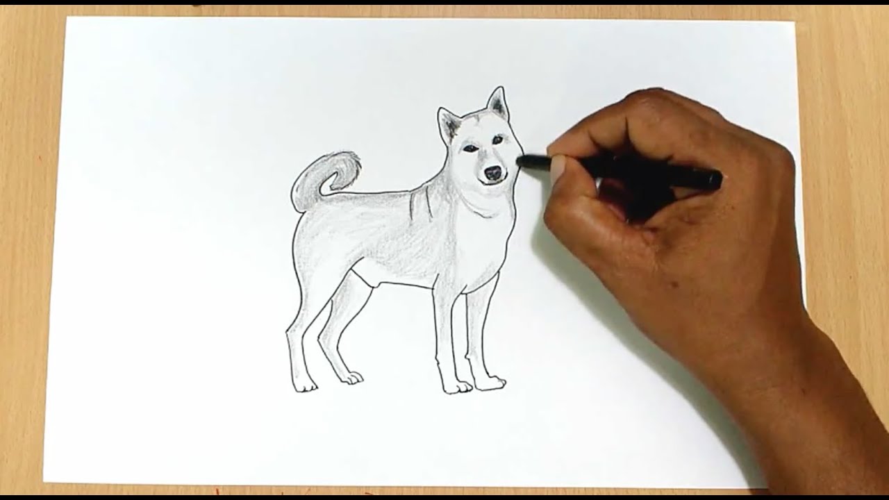 How To Draw A Realistic Dog Youtube