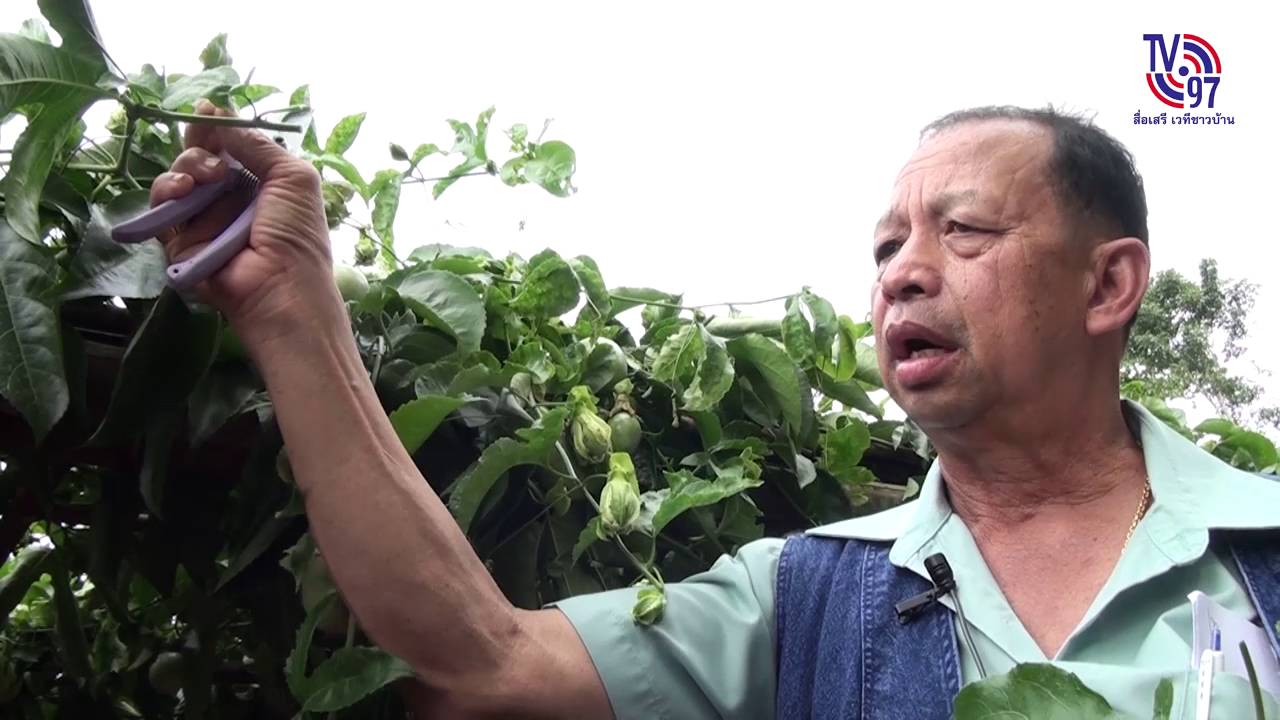 ศึกษาดูงานการปลูกเสาวรส