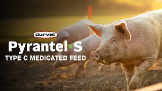 PyrantelS: Your Solution for Parasite Prevention and Treatment for Your Pigs.