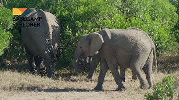 Basecamp Explorer- Safari in Mara Naboisho Conservancy