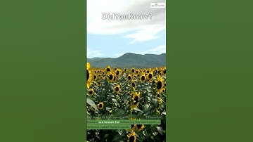 Sunflowers:Nature