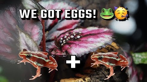 Creating a temporary Dart Frog vivarium - E. anthonyi 