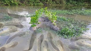 Quick Awesome Deep Hole Fish Trap -How To Catch Fishes &amp; Eels Using 5 Bamboo By Smart Boys