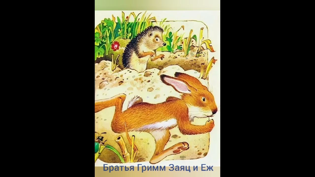 автор братья гримм еж и заяц. сказка гримм заяц и еж. сказка братьев гримм заяц и еж. братья гримм заяц и еж иллюстрация обложка книги. книга заяц и ёж (братья гримм).