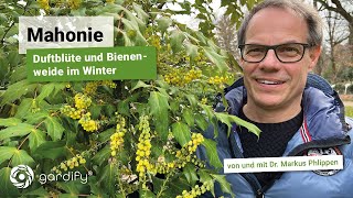 Mahonie: Ein immergrüner duftender Winterstrauch für Hummeln, Bienen und Gärtner, geeignet als Hecke