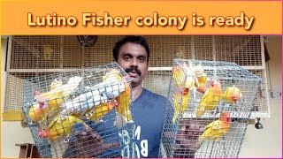 Lutino fisher colony is ready now - part 3 | காலனி ரெடி பண்ணியாச்சி friends | vinvin birds