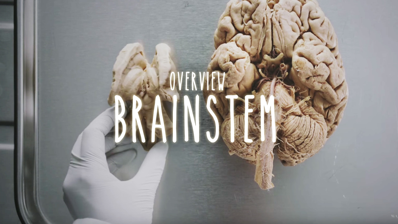 Neuroanatomy S1 E3 Overview of the Brainstem  neuroanatomy  brainstem  medicine