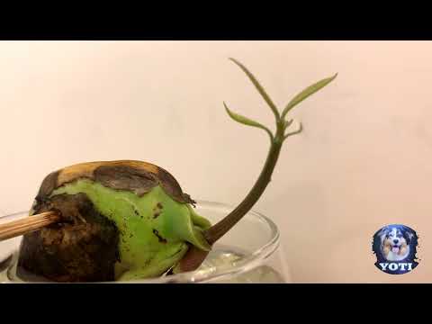 Sprouting a Mango Time-Lapse