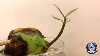 Sprouting a Mango Time-Lapse