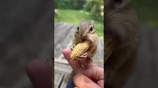 Munchies Squirrel 🐿🐿🐿 #shorts #animals #viral screenshot 4