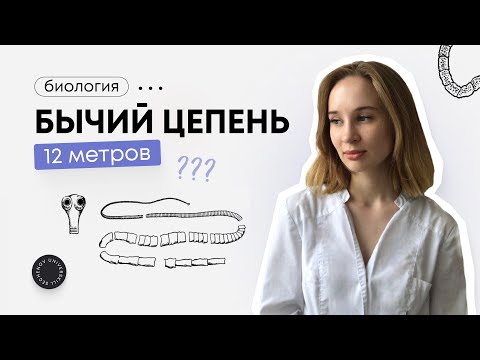 Бычий цепень или 12-метровый друг в кишечнике | Биология