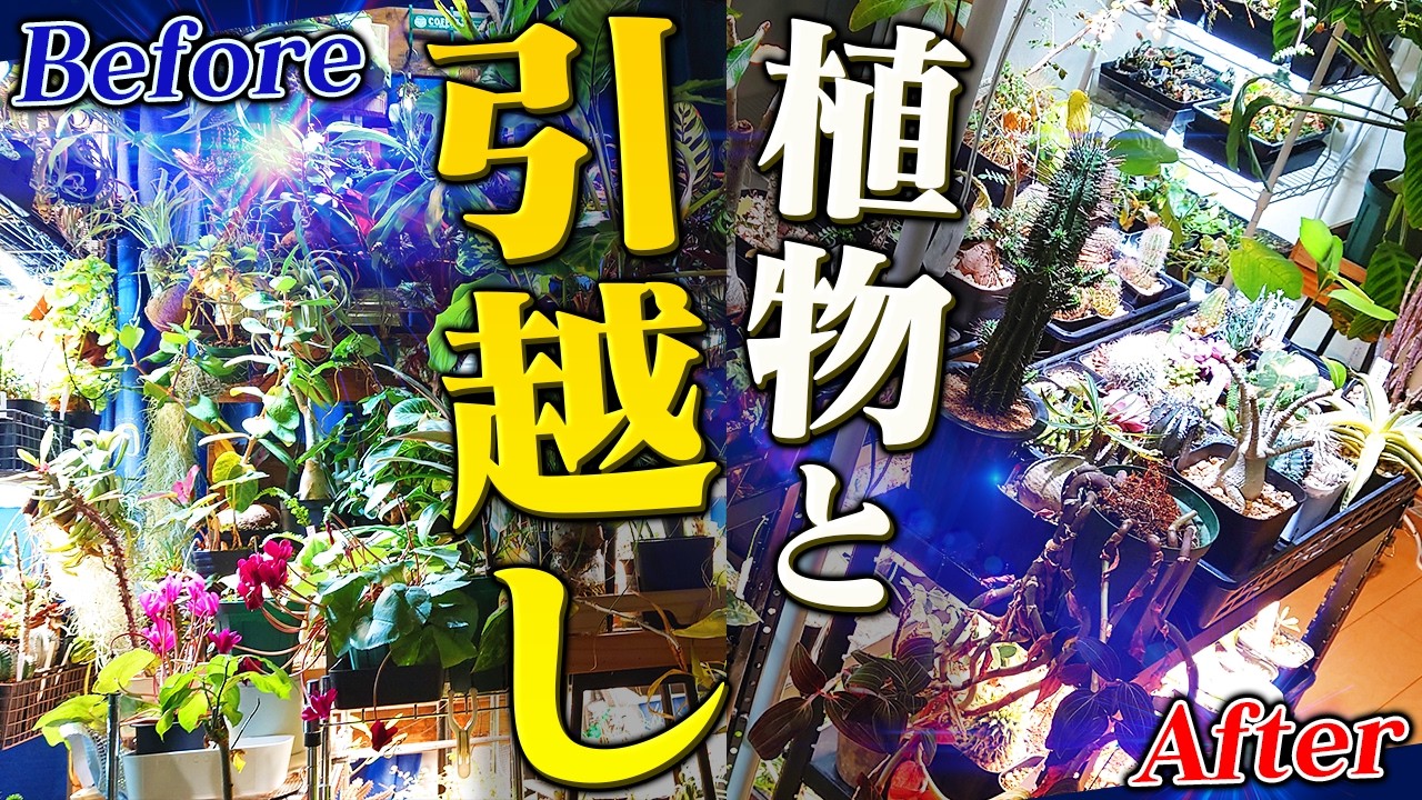 大量の植物と引っ越しをするとこうなる| DAIDOKORO ENGEI