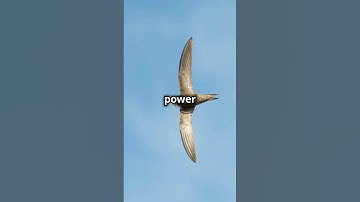 The Bird That Sleeps While Flying