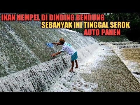 ASTAGA REKOR!!! Panen Jutaan Ikan Menempel Di Dinding Bendungan Saat Banjir Ikan Naik