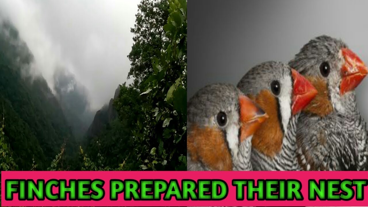 FINCHES CAGE SETTING YouTube