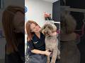 Behind the Scene: Erin &amp; Ollie  #doggroomer #dogtraining #groomingdog #dogshorts #pets #petgrooming
