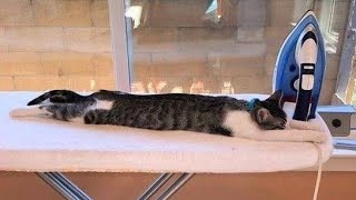 😂 Funniest Cats and Dogs Videos 😺🐶 || 🥰😹 Hilarious Animal Compilation №243