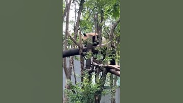 Panda tree climbing and sleeping #nature #ipanda #panda #pandas #china #youtubeshorts