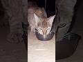 “Milk time = Meow time 😺” #chandigarhnature #CatLover #CuteCat #MilkTime #MeowLife #CatMoments