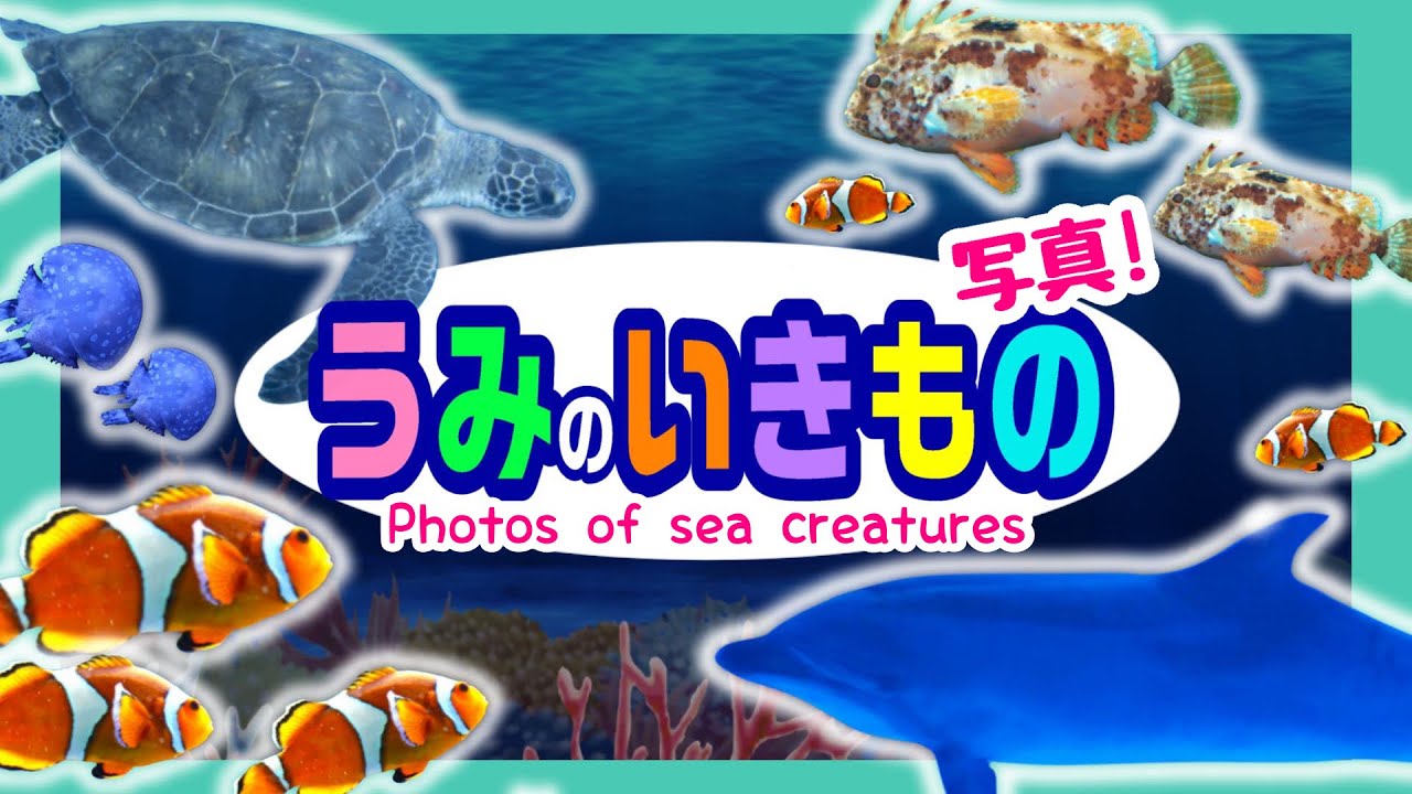 子供が喜ぶ水族館】海の生き物の写真！お魚さんたちが大集合！さかなの