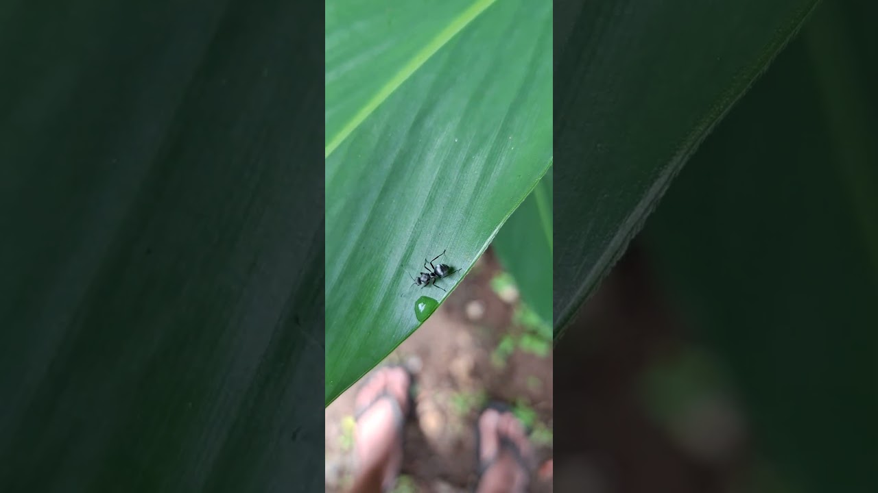 Tiny Journey: Black Ant on a Green Leaf 🐜🌿#nature #shorts #macro #ant #relaxing