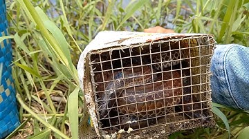 bẫy rắn mùa mưa. bội thu một cặp rắn hổ hành to #cầngòcông