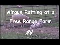 Airgun Ratting at a Free Range Farm #6