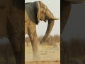 Big male #lion chased by #angry #elephant #shorts