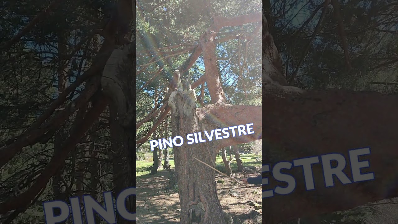 Mira qué raro es este PINO SILVESTRE 🌳 de Navacerrada