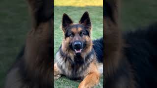 This happy face is priceless 💖 Follow on IG: jasper_theshepherd #dog #germanshepherd #dogshorts #pet