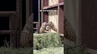You Never Know What You’ll Find on a Farm 🐾🫣#farmanimals #farmlife #farm #animals #barn #funny