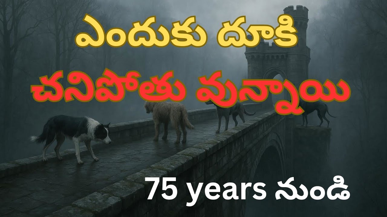 Scotland లోని ఈ బ్రిడ్జ్ పై Dogs ఎందుకు Suicide చేసుకుంటున్నాయి? | Overtoun Bridge Mystery in Telugu