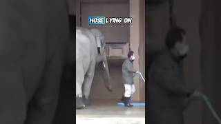 Smartest elephant ever.. #shorts