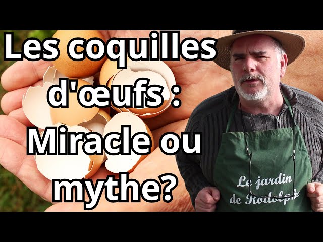Pourquoi il faut absolument disperser des coquilles d’œuf dans votre potager cet été