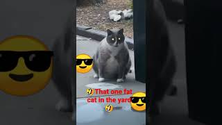 That One Fat Cat