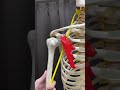 肩の動きと神経の関連性