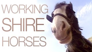 Working Shire Horses